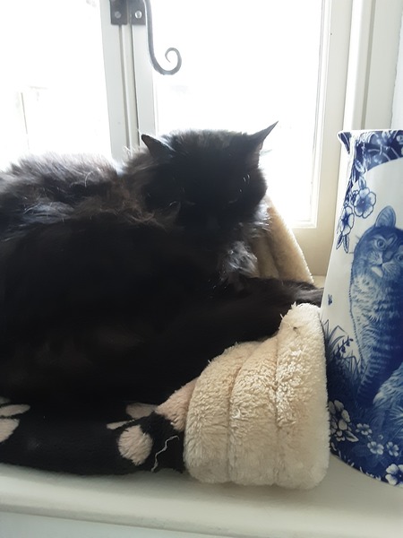 What's your DCat up to today? (Thread 7!)