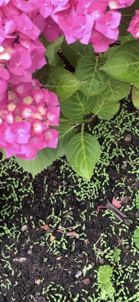 What is this weed?