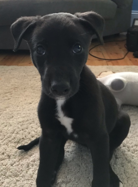Puppy survival thread! June 2020