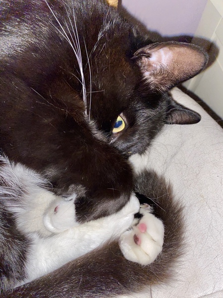 Toe bean thread anyone?