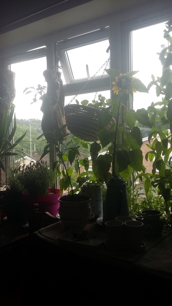 Could anyone help identify this spice plant please?
