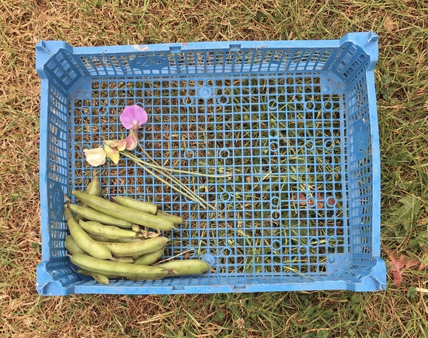 Allotment/Veg Patch Thread 15 - will winter ever end?
