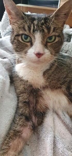 How to clean a nervous cat?
