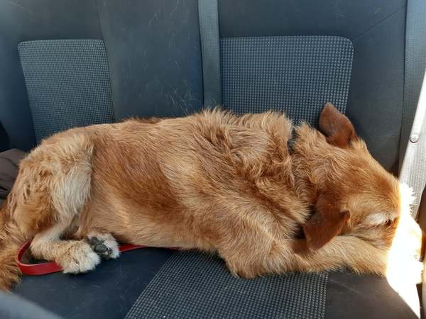 Adopting an old boy - am I crazy?