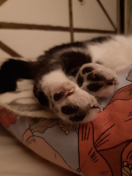 Toe bean thread anyone?