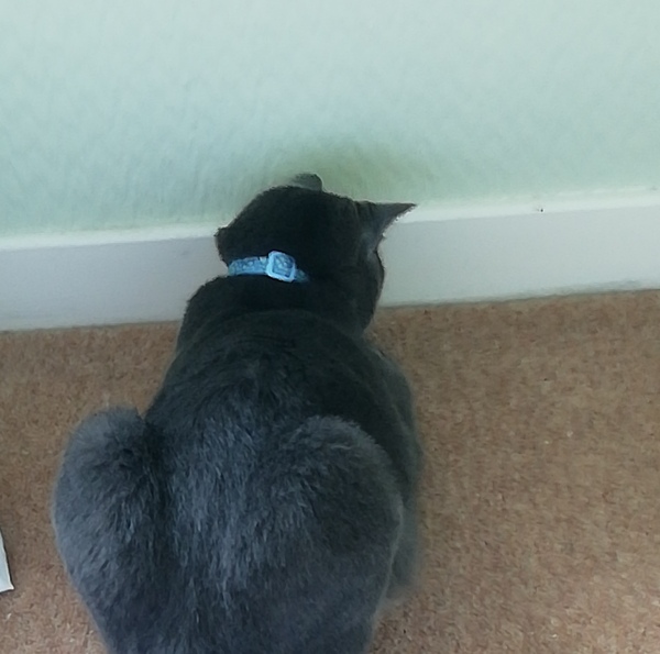 Fat bottomed cats, you make the rocking world go 'round