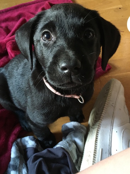 Puppy survival thread! June 2020
