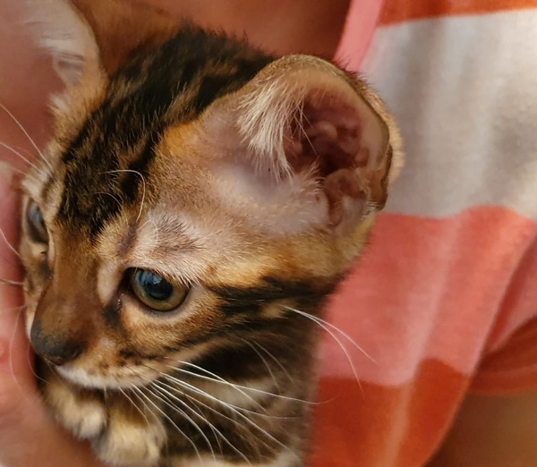 Bengal scratching