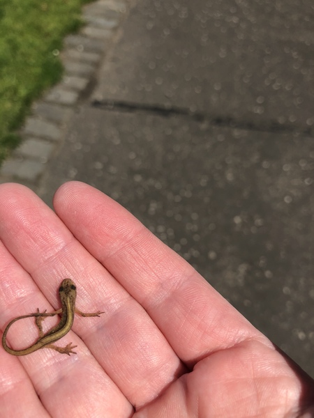 Look what I rescued from the path...