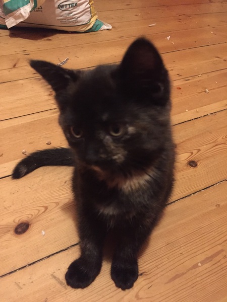 Introducing new kittens / mum to existing elderly cat