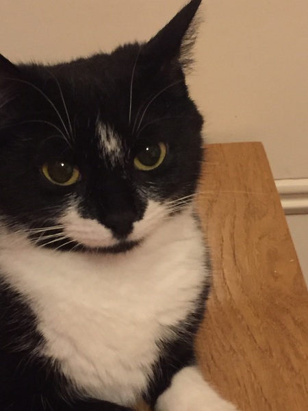 Introducing new kittens / mum to existing elderly cat
