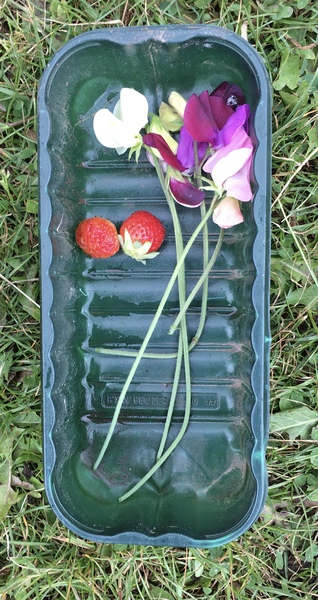Allotment/Veg Patch Thread 15 - will winter ever end?
