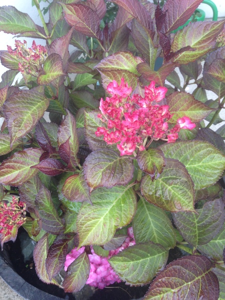 Very shade-tolerant plants (for pots)