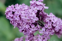 Flowers for J K Rowling
