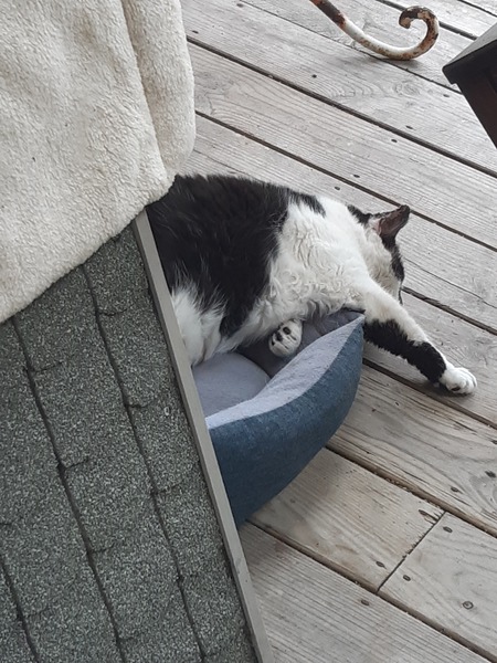 What's your DCat up to today? (Thread 7!)