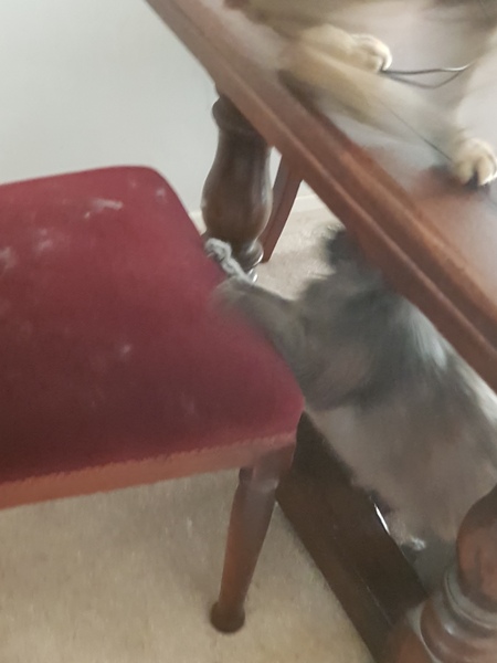 Thug Cat part 2. What, has this thing appeared again tonight?