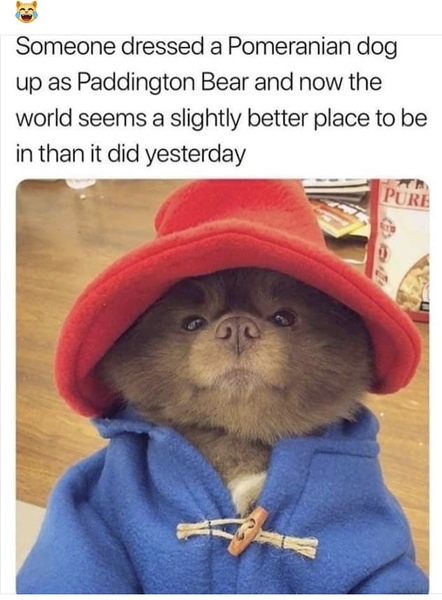 Paddington Bear exists in real life!