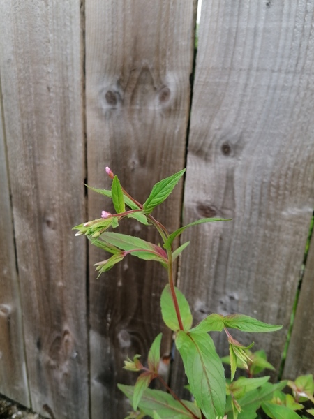 Weed, wildflower or both?