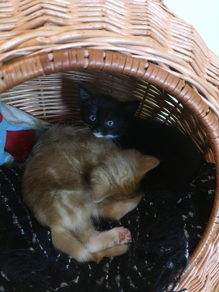 8 week old new kittens - handle them or not?