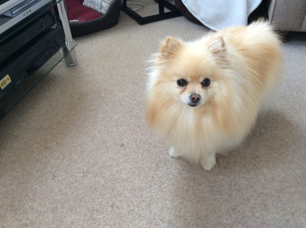 Influencer Mollie Mae puppy dies after 6 days?