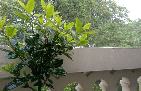 What do you call window sill/window box railings?