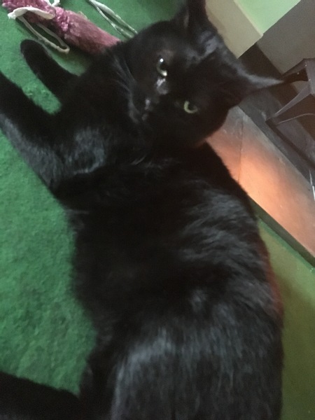 Fat bottomed cats, you make the rocking world go 'round