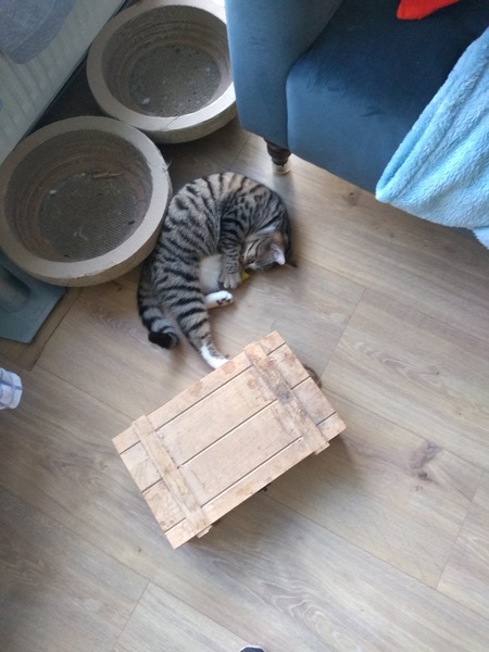 Settling in new cat - wwyd?