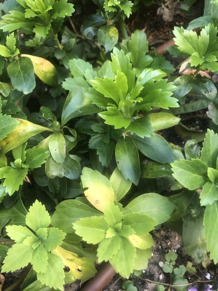 What is this plant and will it do anything interesting ?