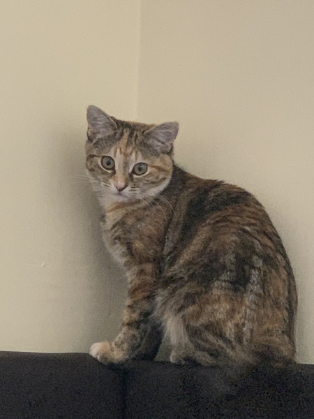 Any experienced kitten/cat owners?