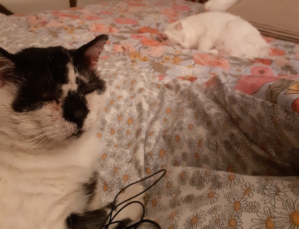 Affronted Overlords/Ladies