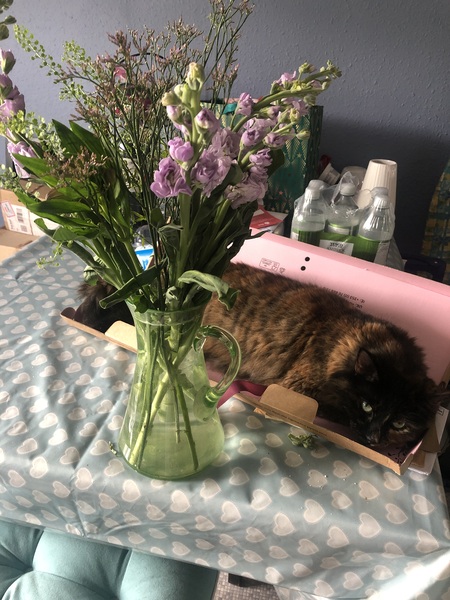 What's your DCat up to today? (Thread 7!)
