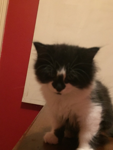 Introducing new kittens / mum to existing elderly cat