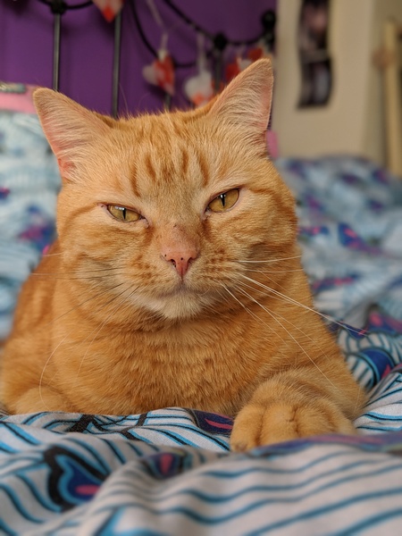 Is Ziggy a silly name for a girl kitten