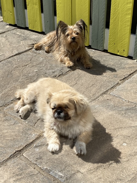 Rehomed Dog