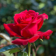 Flowers for J K Rowling