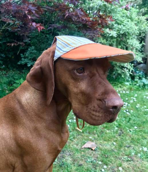 What do you take on a walk?