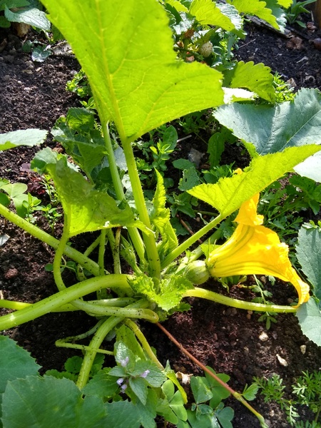 Allotment/Veg Patch Thread 15 - will winter ever end?