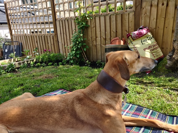 Creative solutions needed for dog-proofing fence!