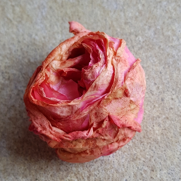 Why has the rose gone yellow and not opened?
