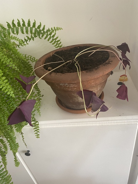 Please help me save flatmate’s plant!
