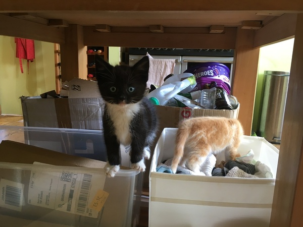 8 week old new kittens - handle them or not?