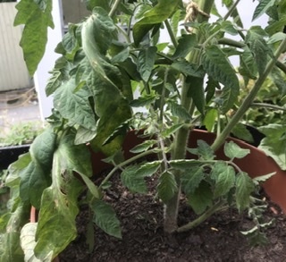 What’s wrong with my tomato plant?