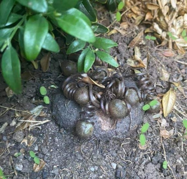Can you identify this? (Photo)