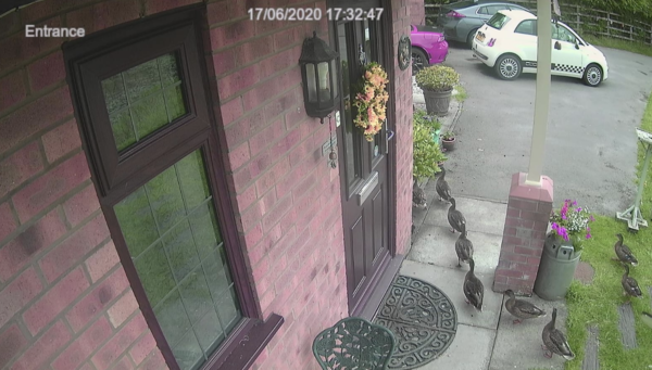 There's a PEACOCK in my garden!!
