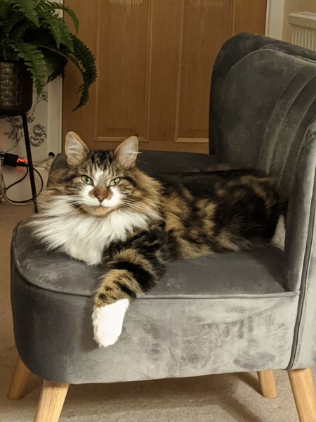 What's your DCat up to today? (Thread 7!)