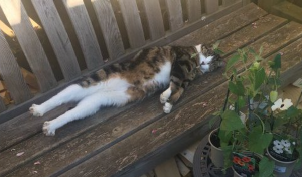 What's your DCat up to today? (Thread 7!)