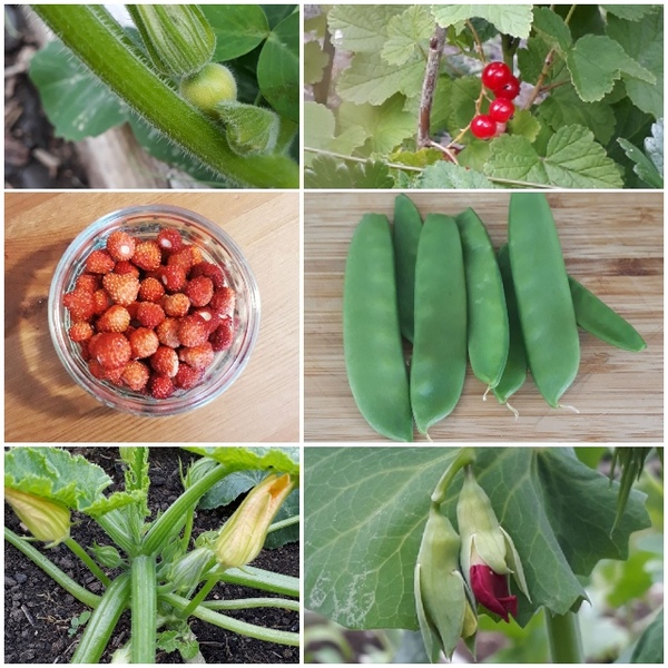 Allotment/Veg Patch Thread 15 - will winter ever end?
