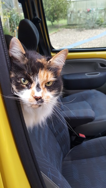 Thug Cat part 2. What, has this thing appeared again tonight?