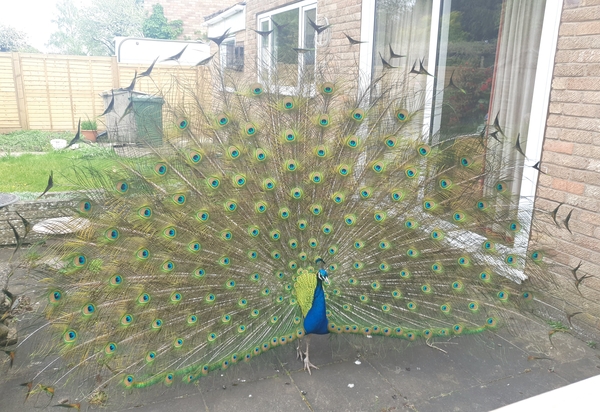 There's a PEACOCK in my garden!!