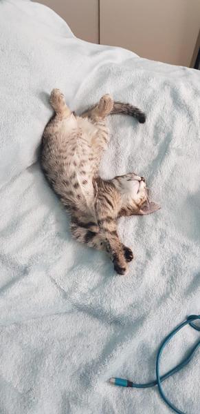 Advice on where to find kittens